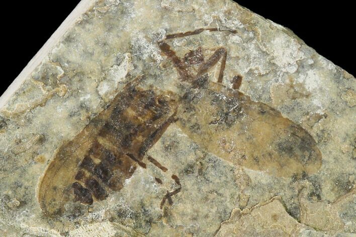 Fossil March Fly (Plecia) - Green River Formation #138480
